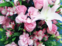 アレンジ 184 ￥10,500(税抜)