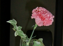 小さい花 209 ￥応相談